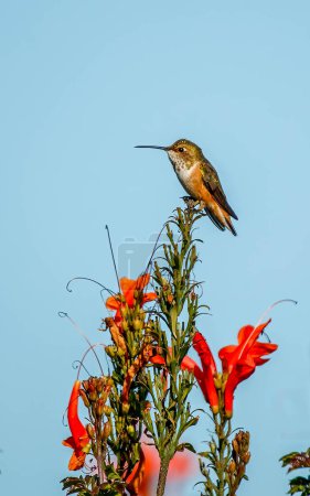 Photo for Costa's hummingbird perched on tree branch - Royalty Free Image
