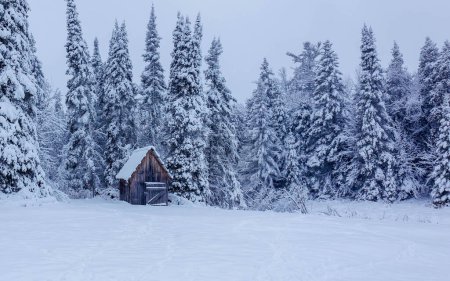 Téléchargez les photos : Beau paysage de forêt d'hiver recouvert de neige blanche - en image libre de droit