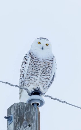 snowy owl in northern winter
