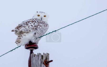 snowy owl in northern winter