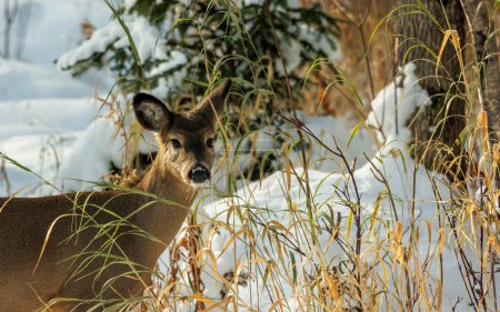 Téléchargez les photos : Cerf de Virginie dans la forêt enneigée - en image libre de droit