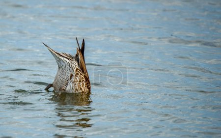 Photo for Ruddy Duck  swimming in pond - Royalty Free Image