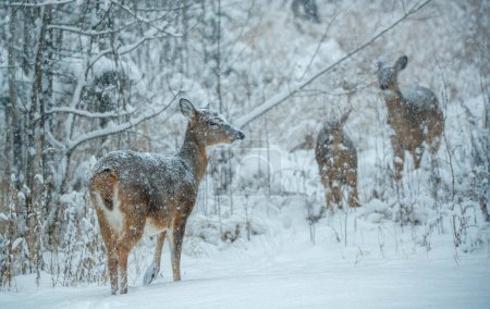 Téléchargez les photos : Famille de cerfs de Virginie dans la forêt enneigée - en image libre de droit