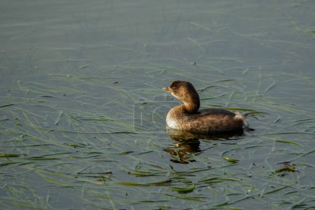 Téléchargez les photos : Canard roux nageant dans l'étang - en image libre de droit