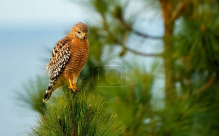 Photo for Beautiful red shouldered hawk hunting insects - Royalty Free Image