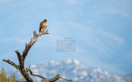 Photo for Beautiful red shouldered hawk hunting insects - Royalty Free Image