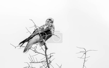 Foto de Hermoso halcón de hombros rojos caza insectos - Imagen libre de derechos