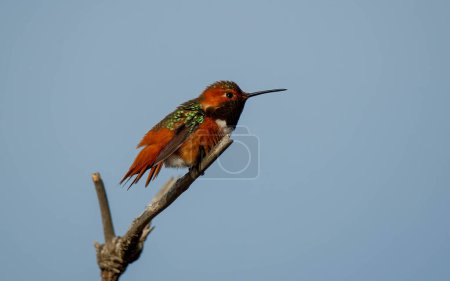 Photo for Costa's hummingbird perched on tree branch - Royalty Free Image