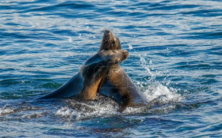 Téléchargez les photos : Phoques nageant dans l'océan - en image libre de droit