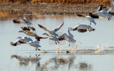 Téléchargez les photos : Oies blanches volant au-dessus de la mer - en image libre de droit