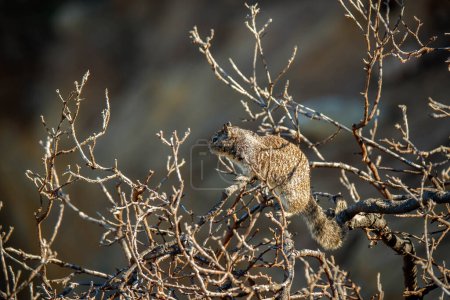 Téléchargez les photos : Écureuil assis sur l'arbre - en image libre de droit