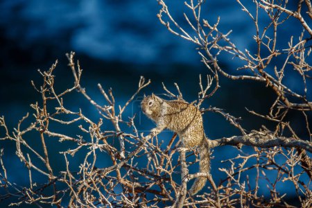 Photo for Squirrel sitting on the tree - Royalty Free Image