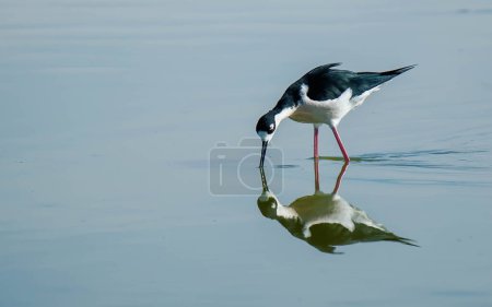Photo for Black-winged stilt at the lake - Royalty Free Image