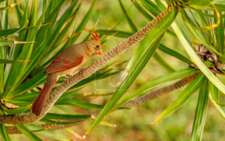Téléchargez les photos : Cardinal à crête rouge perché sur l'arbre, Hawaï, États-Unis - en image libre de droit