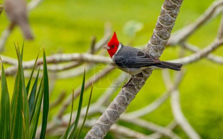 Photo for Red crested cardinal perched on the tree, Hawaii, USA - Royalty Free Image