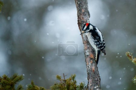 Photo for Male downy woodpecker perched in winter - Royalty Free Image