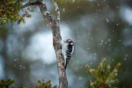 Foto de Pájaro carpintero macho posado en invierno - Imagen libre de derechos