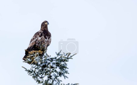 Photo for Immature golden eagle sitting on the tree - Royalty Free Image