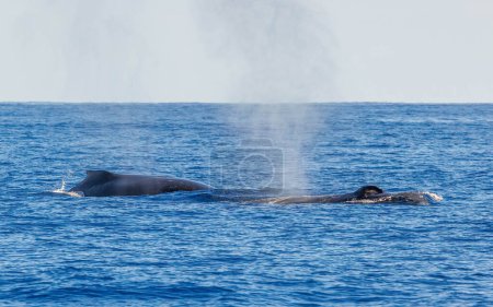 Photo for Hawaiian humpback whales swimming in the ocean - Royalty Free Image