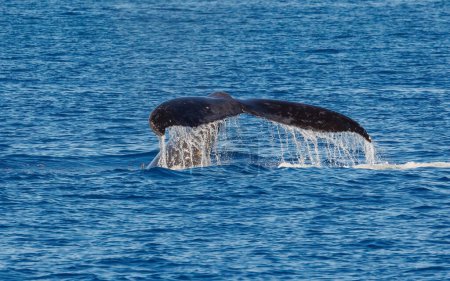 Téléchargez les photos : Baleines à bosse hawaïennes queues dans l'océan - en image libre de droit