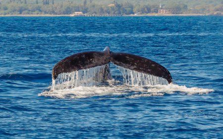 Téléchargez les photos : Baleines à bosse hawaïennes queues dans l'océan - en image libre de droit