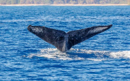 Photo for Hawaiian humpback whales tails in the ocean - Royalty Free Image