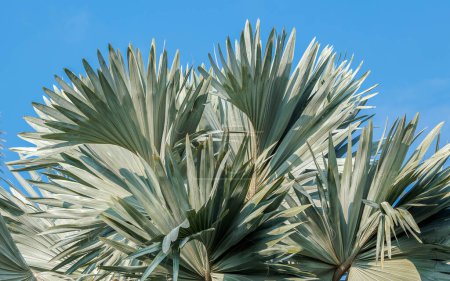 Foto de Hojas de palmera en el jardín - Imagen libre de derechos