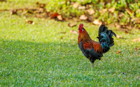 Téléchargez les photos : Coq sur la pelouse au jardin - en image libre de droit