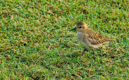 Foto de Pequeño flautista pájaro polluelo en la hierba - Imagen libre de derechos