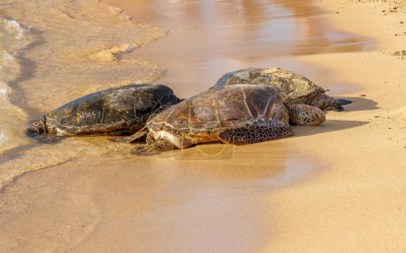 Téléchargez les photos : Tortues de mer sur la plage de sable - en image libre de droit