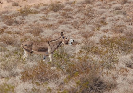 Téléchargez les photos : Burro sauvage braying dans le désert - en image libre de droit