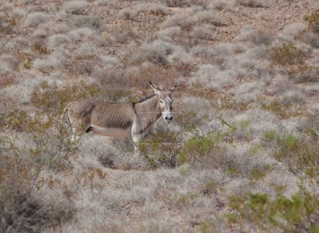 Foto de Macho burro salvaje de pie en el desierto - Imagen libre de derechos