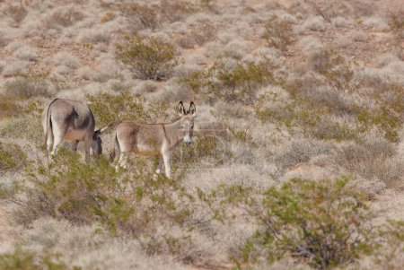 Foto de Madre y potro salvaje burros en el campo - Imagen libre de derechos