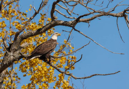 Photo for American bald eagle hunting in wild nature - Royalty Free Image