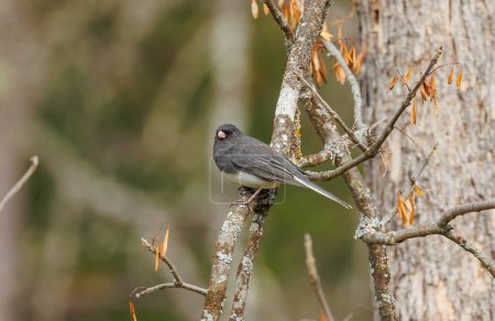 Photo for Dark eyed junco bird on tree - Royalty Free Image
