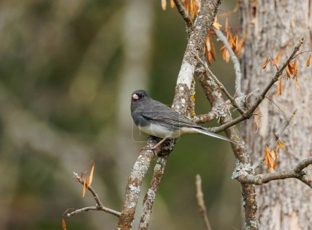 Foto de Pájaro junco de ojos oscuros en árbol - Imagen libre de derechos