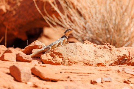 Téléchargez les photos : Lézard rouge sur sable - en image libre de droit