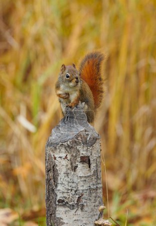 Téléchargez les photos : Écureuil roux sur souche d'arbre - en image libre de droit