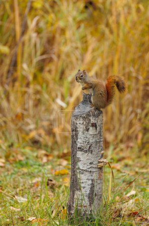 Photo for Red squirrel on tree stump - Royalty Free Image