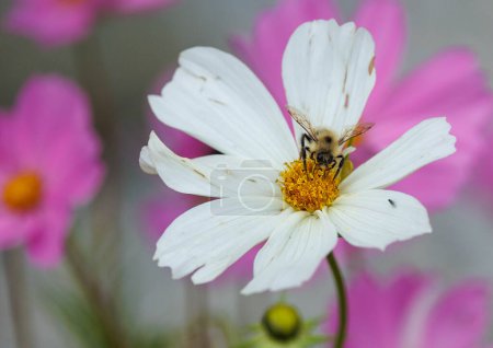 Foto de Flor blanca con abejorros - Imagen libre de derechos