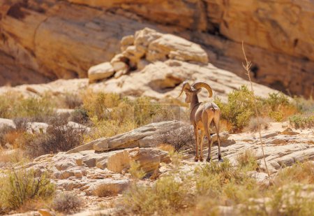 Téléchargez les photos : Mouflons d'Amérique dans le canyon rocheux rouge - en image libre de droit