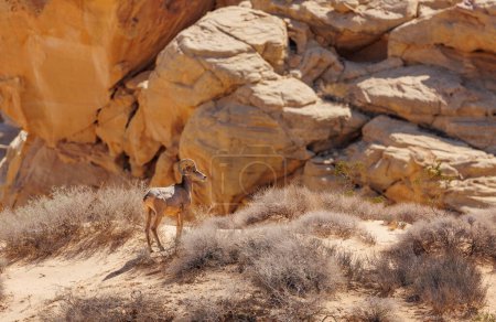 Téléchargez les photos : Mouflons d'Amérique dans le canyon rocheux rouge - en image libre de droit