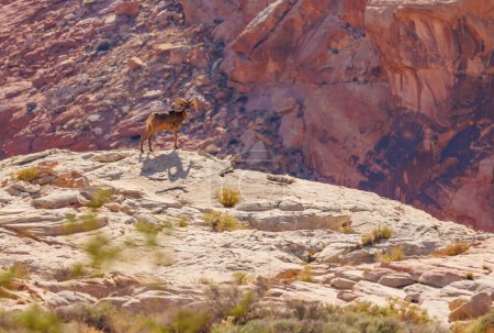 Foto de Oveja bighorn en cañón de roca roja - Imagen libre de derechos