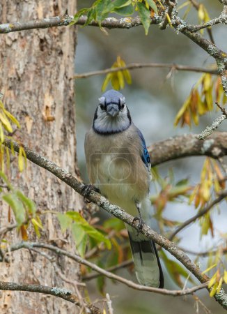 Photo for Close up of blue jay on tree branch - Royalty Free Image