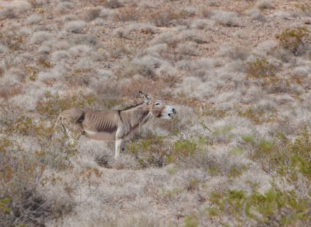 wild burro braying in desert