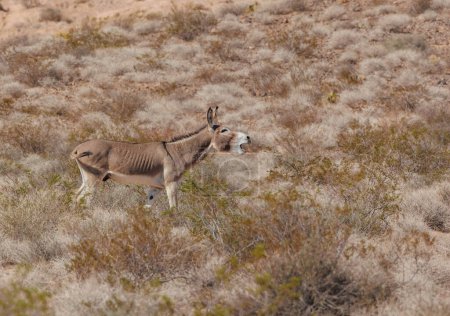 Foto de Burro salvaje rebuznando en el desierto - Imagen libre de derechos