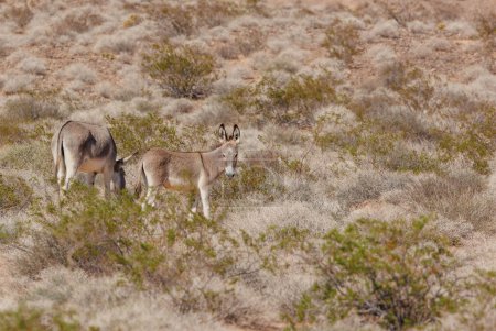 Photo for Mother and colt wild burros in the field - Royalty Free Image