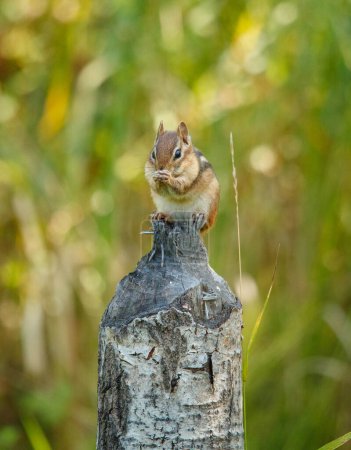 Téléchargez les photos : Chipmunk drôle sur souche d'arbre - en image libre de droit