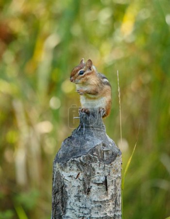 Photo for Funny chipmunk on tree stump - Royalty Free Image