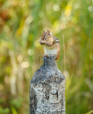 Photo for Funny chipmunk on tree stump - Royalty Free Image